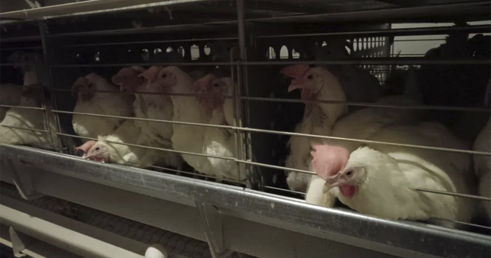 Провиденская птицефабрика обновляет поголовье кур