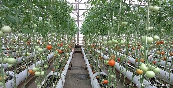 Билибинские теплицы перевыполнили план по сбору урожая в 2018 году