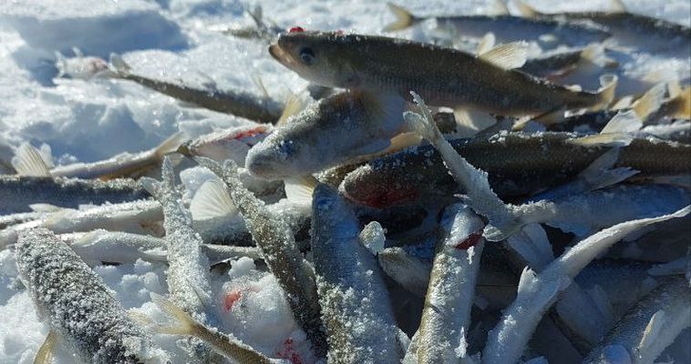 Более 550 тонн гольца и корюшки можно будет выловить на Чукотке в этом году