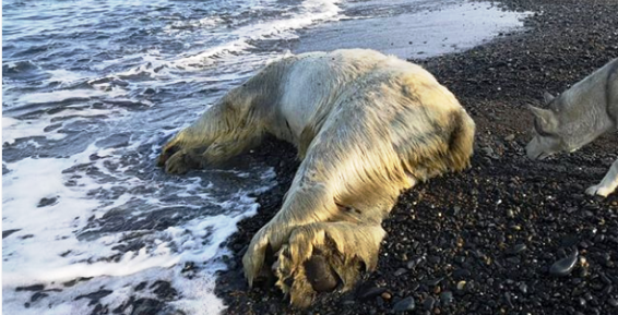 Мёртвый белый медведь обнаружен в окрестностях села Рыркайпий на Чукотке