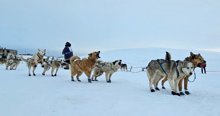 Лидеров чукотской гонки на собачьих упряжках "Надежда" разделяют 23 секунды