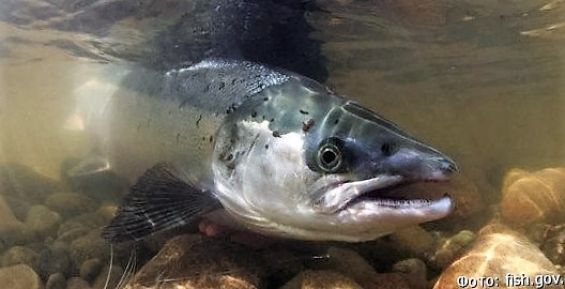 Количество мест лова рыбы увеличат на Чукотке