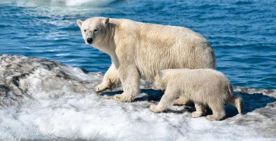 Проектный офис развития Арктики разработает стратегию развития Арктической зоны