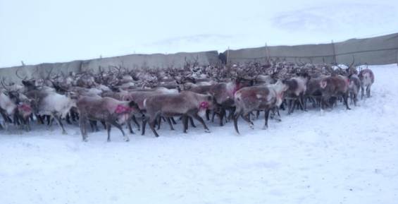 Около 800 племенных оленей получит хозяйство села Хатырка