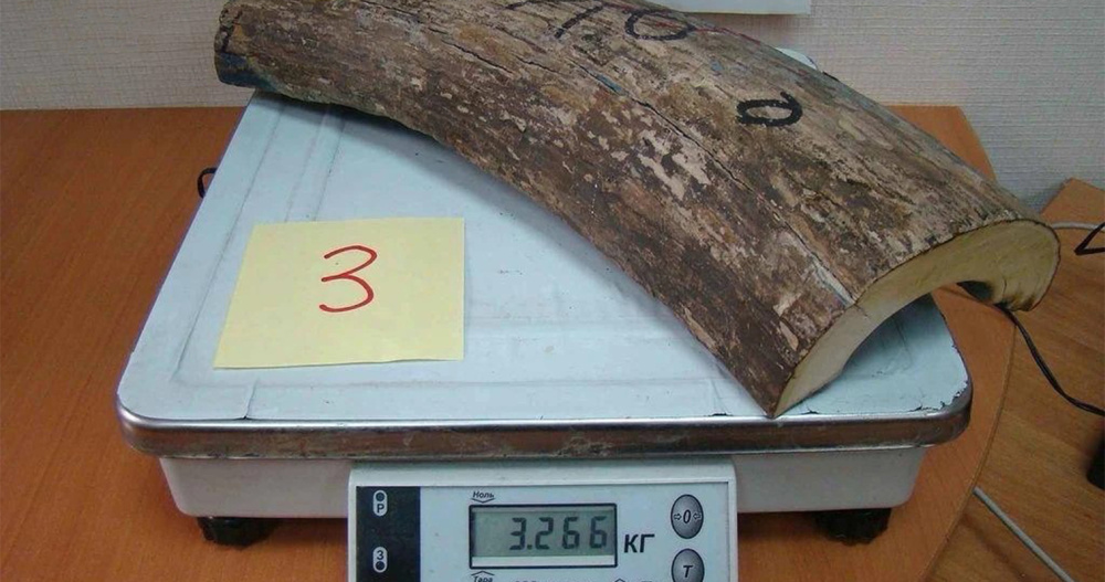 Более ста миллионов рублей заплатят житель Чукотки с подельником за бивни мамонта