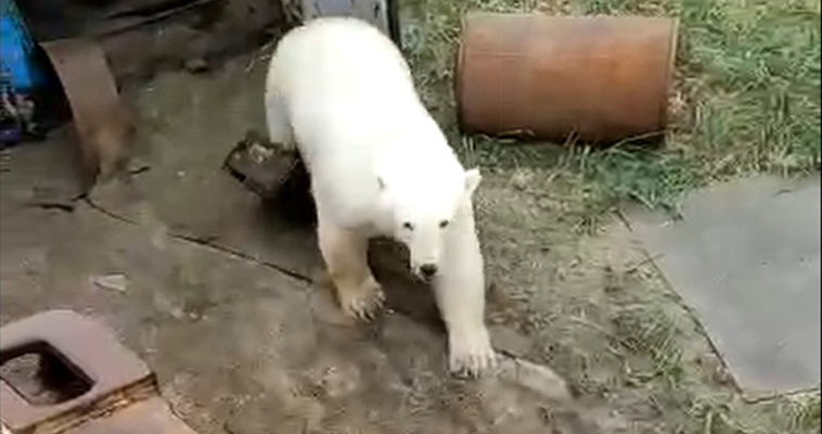 Белая медведица легко ранила человека на Чукотке