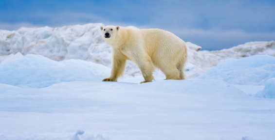 85 белых медведей в год разрешили добывать коренным жителям Чукотки и Аляски