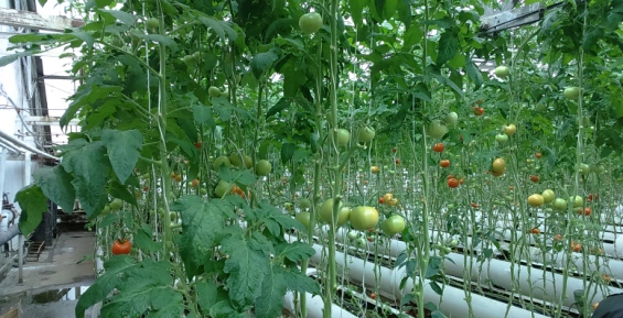 Огурцы, помидоры и капусту будут выращивать на Чукотке круглый год
