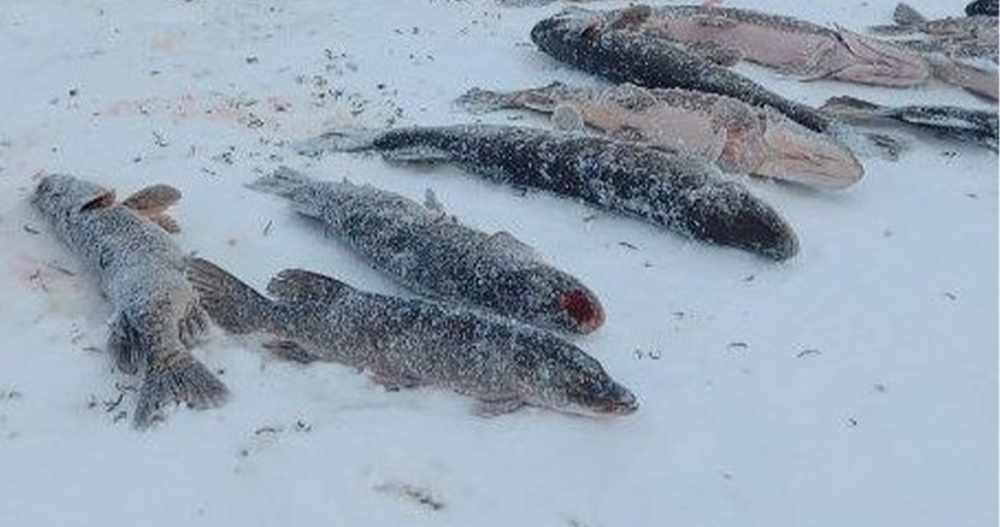 Треть годового объёма на белорыбицу поделили между предприятиями Чукотки