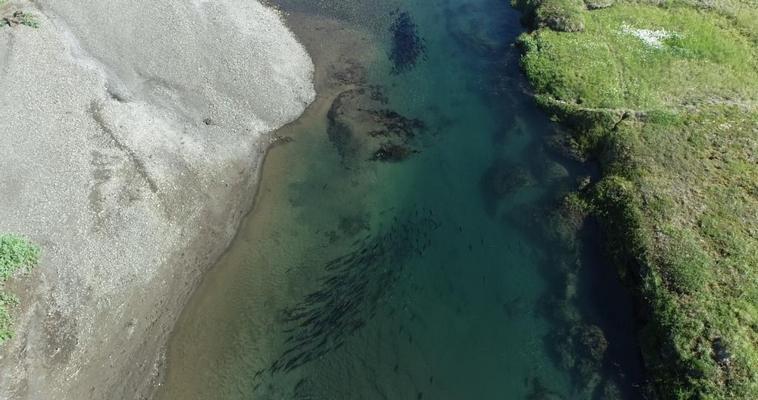 Заполнение нерестилищ лосося на Чукотке исследовали специалисты ТИНРО