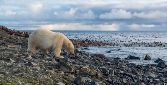 Белые медведи Чукотки вышли в финал фотоконкурса РГО