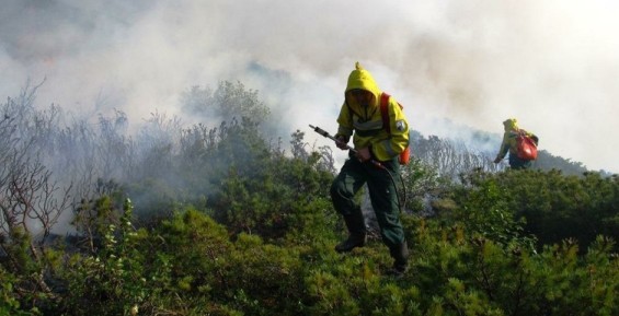 На Чукотке в этом году произошло 111 лесных пожаров 