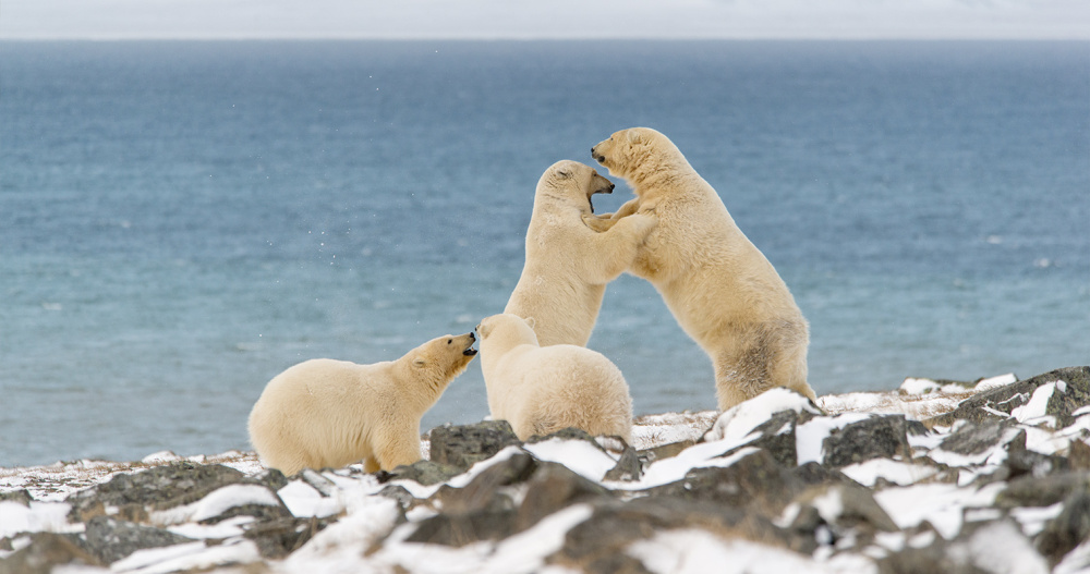 Оповещения о появлении белых и бурых медведей смогут получать жители Чукотки