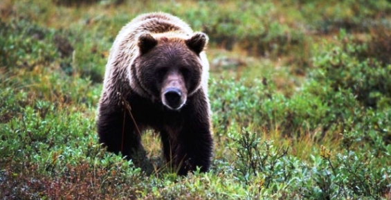Бурый медведь напал на девушку в селе Усть-Белая на Чукотке