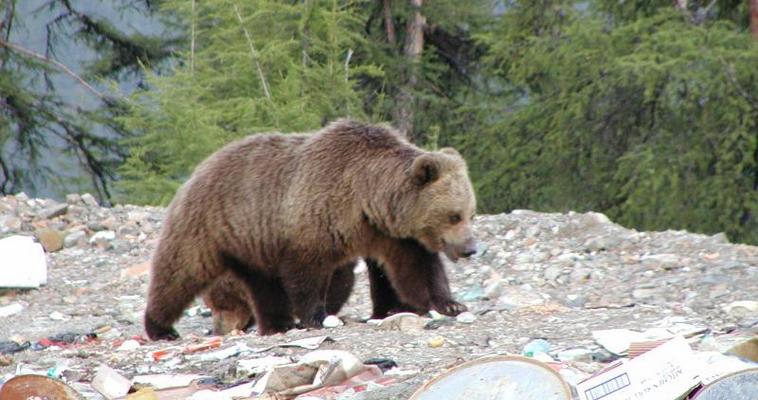 Трёх медведей застрелили рядом с Билибино