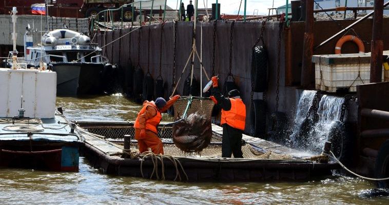 Квоты на лососей распределили между рыбодобывающими предприятиями округа