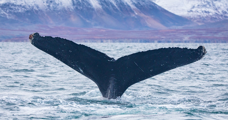 Специалисты нацпарка &quot;Берингия&quot; пересчитали хвосты китов в проливе Сенявина