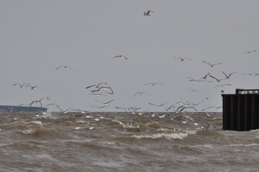 Ветер до 33 м/с ожидается в субботу на южном побережье Анадырского залива
