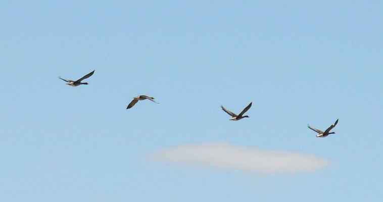 Осенний сезон охоты на пернатую дичь начался на Чукотке