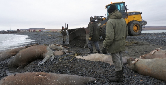 Члены «Медвежьего патруля» очищают берег у Рыркайпия от мертвых моржей