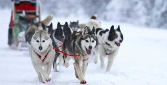 Около миллиона рублей поделили участники гонки на собачьих упряжках «Надежда»