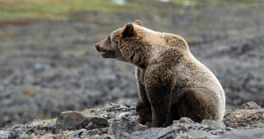 Жителей Угольных Копей предупредили об опасности встречи с медведем