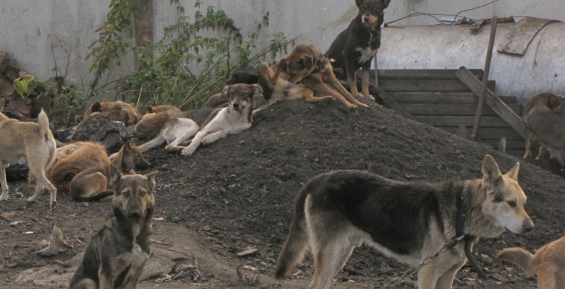 Отлов бродячих собак продолжается в Угольных Копях