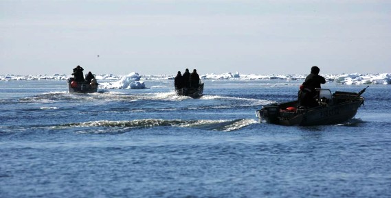 Морзверобои лоринской общины добыли более 200 тюленей