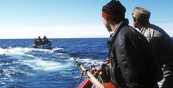 Морзверобои Провиденского городского округа добыли 20 китов в 2016 году
