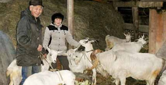На «дальневосточном гектаре» в Марково будут выращивать овощи и разводить коз