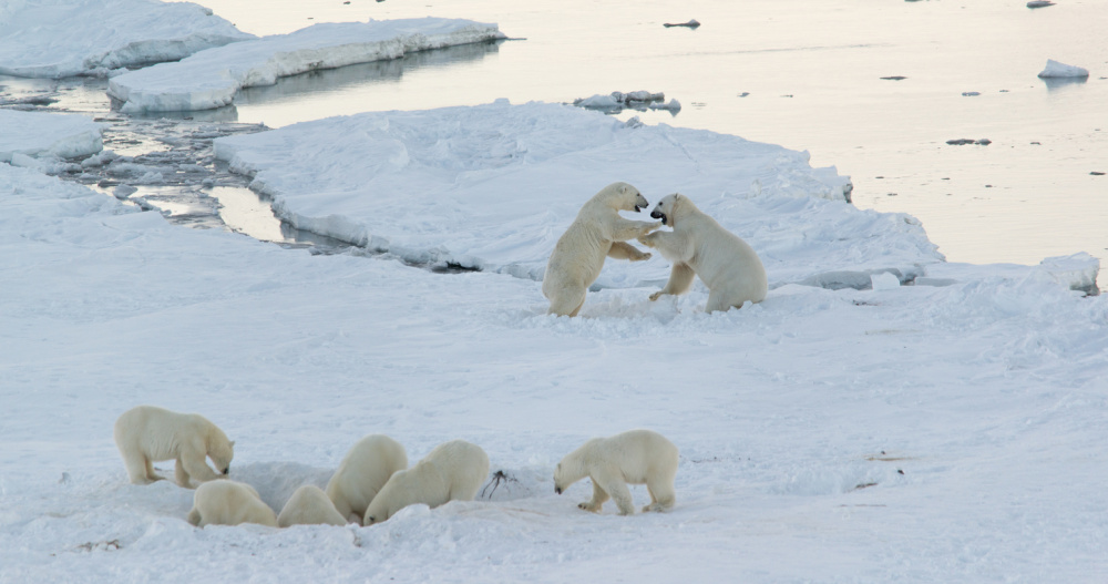 Около шести тысяч белых медведей насчитали в российской Арктике