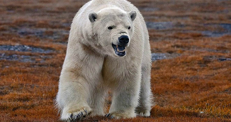 Белого медведя заметили в окрестностях Анадыря