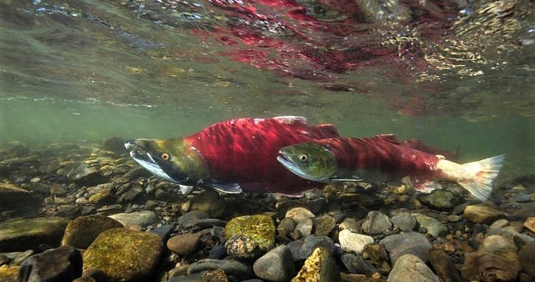 Нерестилища нерки на юго-западном побережье Чукотки заполнены практически полностью