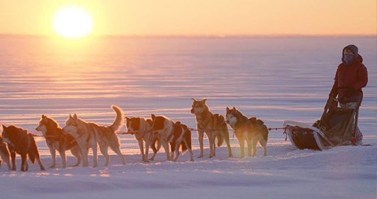 Арктическую экспедицию на чукотских собаках сдвинули на год