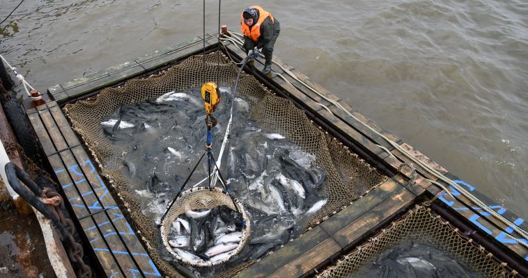 Более 7 тысяч тонн лососей разрешили добыть на Чукотке в путину-2023