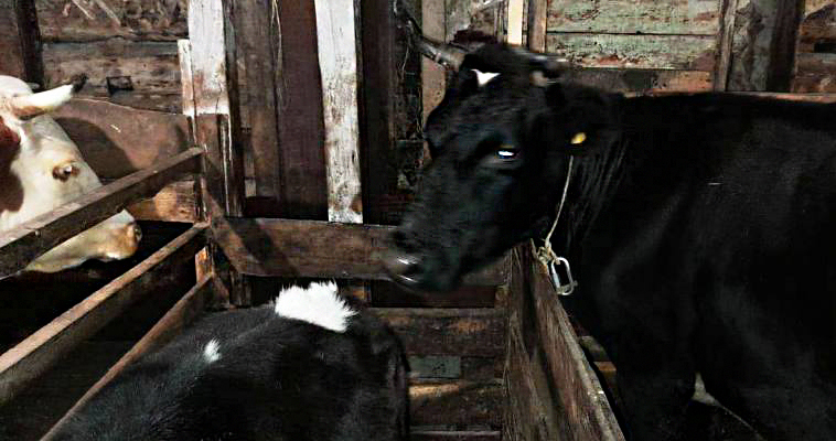 Обновить поголовье коров планируют фермеры в Марково