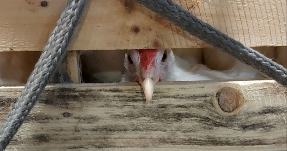 Новое поголовье кур-несушек доставили чартерными авиарейсами на Чукотку