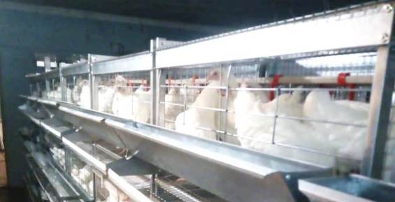 Спецрейсом из Магадана в Певек доставлены 1,5 тысячи цыплят