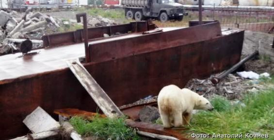 Зоопарки отказались принять белую медведицу из Анадыря