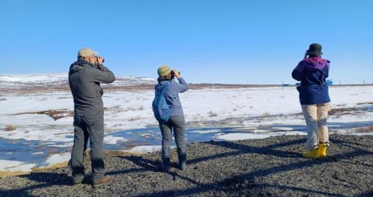 Китайские орнитологи помогают в мониторинге исчезающего кулика-лопатня на Чукотке
