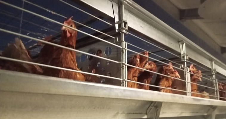 Птицефабрика в Билибино почти вдвое увеличила производство яиц