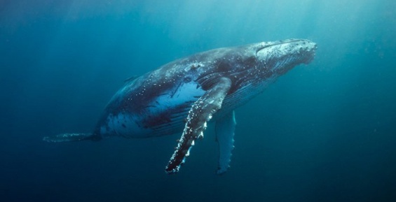 Минприроды может исключить из Красной книги горбатого кита