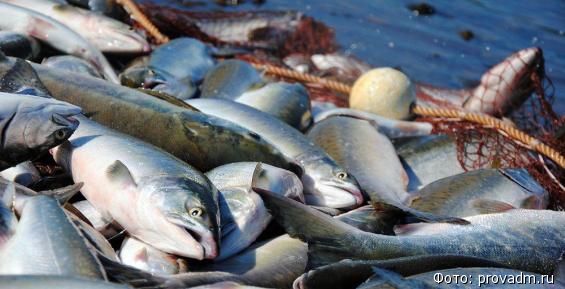 О традиционной рыбалке отчитались менее половины рыбаков Чукотки