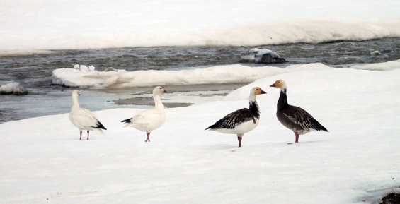 Североамериканские белые гуси облюбовали остров Врангеля